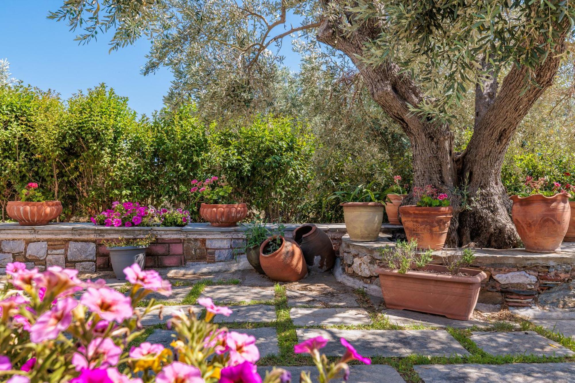 Aretousa Studios & Apartments Skopelos Extérieur photo